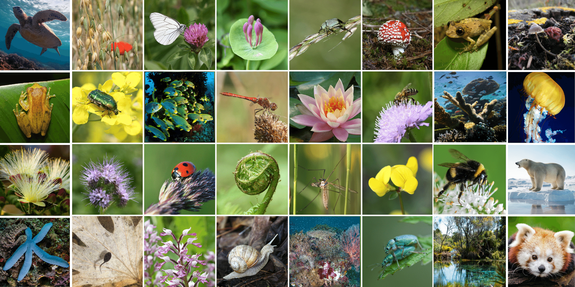UN COP15 Biodiversity Summit Closes with "30 x 30" Commitment to Halt